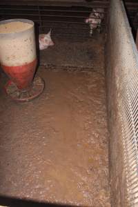 Weaner pigs living in excrement - Australian pig farming - Captured at Wonga Piggery, Young NSW Australia.