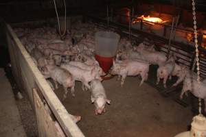 Weaner pigs - Australian pig farming - Captured at Wonga Piggery, Young NSW Australia.