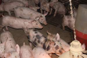 Weaner pigs - Australian pig farming - Captured at Wonga Piggery, Young NSW Australia.