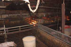 Weaner pigs - Australian pig farming - Captured at Wonga Piggery, Young NSW Australia.