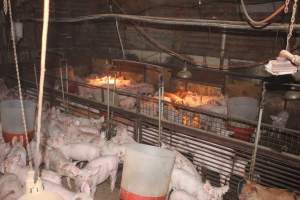 Weaner pigs - Australian pig farming - Captured at Wonga Piggery, Young NSW Australia.