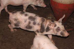 Weaner pigs - Australian pig farming - Captured at Wonga Piggery, Young NSW Australia.