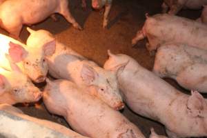 Weaner pigs - Australian pig farming - Captured at Wonga Piggery, Young NSW Australia.