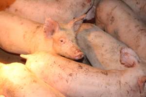 Weaner pigs - Australian pig farming - Captured at Wonga Piggery, Young NSW Australia.