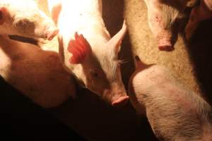 Weaner pigs - Australian pig farming - Captured at Wonga Piggery, Young NSW Australia.