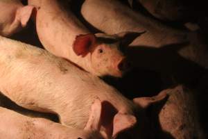 Weaner pigs - Australian pig farming - Captured at Wonga Piggery, Young NSW Australia.