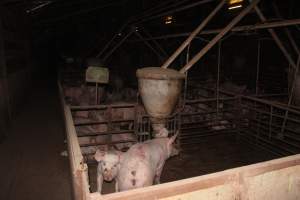 Grower/finisher pigs - Australian pig farming - Captured at Wonga Piggery, Young NSW Australia.