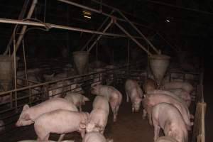 Grower/finisher pigs - Australian pig farming - Captured at Wonga Piggery, Young NSW Australia.