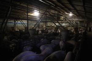 Grower/finisher pig shed - Australian pig farming - Captured at Wonga Piggery, Young NSW Australia.