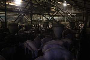 Grower/finisher pig shed - Australian pig farming - Captured at Wonga Piggery, Young NSW Australia.