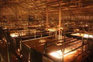 Farrowing crates at Wonga Piggery NSW - Australian pig farming - Captured at Wonga Piggery, Young NSW Australia.