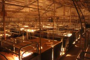 Farrowing crates at Wonga Piggery NSW - Australian pig farming - Captured at Wonga Piggery, Young NSW Australia.