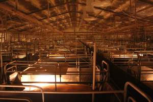 Farrowing crates at Wonga Piggery NSW - Australian pig farming - Captured at Wonga Piggery, Young NSW Australia.