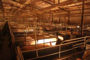 Farrowing crates at Wonga Piggery NSW - Australian pig farming - Captured at Wonga Piggery, Young NSW Australia.