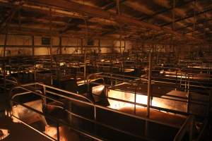 Farrowing crates at Wonga Piggery NSW - Australian pig farming - Captured at Wonga Piggery, Young NSW Australia.