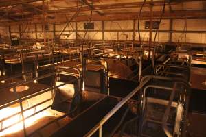 Farrowing crates at Wonga Piggery NSW - Australian pig farming - Captured at Wonga Piggery, Young NSW Australia.