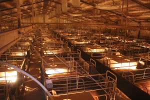 High wide view of farrowing shed - Australian pig farming - Captured at Wonga Piggery, Young NSW Australia.