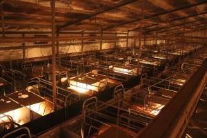 High wide view of farrowing shed - Australian pig farming - Captured at Wonga Piggery, Young NSW Australia.