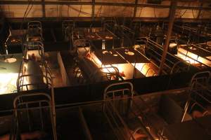 High view of farrowing crates - Australian pig farming - Captured at Wonga Piggery, Young NSW Australia.