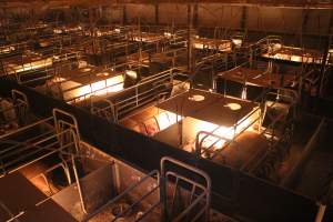 High view of farrowing crates - Australian pig farming - Captured at Wonga Piggery, Young NSW Australia.