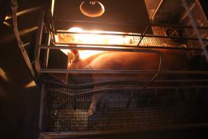 High view of farrowing crate - Australian pig farming - Captured at Wonga Piggery, Young NSW Australia.