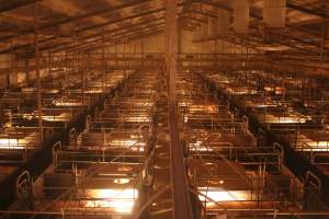 High wide view of farrowing shed - Australian pig farming - Captured at Wonga Piggery, Young NSW Australia.