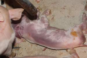 Dead piglet in crate - Australian pig farming - Captured at Wonga Piggery, Young NSW Australia.