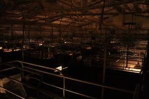 Farrowing crates at Wonga Piggery NSW - Australian pig farming - Captured at Wonga Piggery, Young NSW Australia.