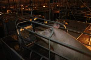 Farrowing crates at Wonga Piggery NSW - Australian pig farming - Captured at Wonga Piggery, Young NSW Australia.