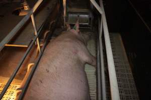 Farrowing crates at Wonga Piggery NSW - Australian pig farming - Captured at Wonga Piggery, Young NSW Australia.