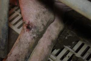 Sow with leg wound - Australian pig farming - Captured at Wonga Piggery, Young NSW Australia.