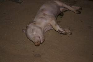 Dead piglet on top of crate - Australian pig farming - Captured at Wonga Piggery, Young NSW Australia.