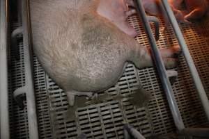 Farrowing crates at Wonga Piggery NSW - Australian pig farming - Captured at Wonga Piggery, Young NSW Australia.