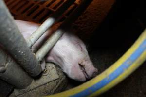 Dead piglet poking out from under farrowing crate bars - Australian pig farming - Captured at Wonga Piggery, Young NSW Australia.