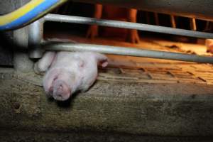 Dead piglet poking out from under farrowing crate bars - Australian pig farming - Captured at Wonga Piggery, Young NSW Australia.