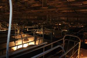 Farrowing crates at Wonga Piggery NSW - Australian pig farming - Captured at Wonga Piggery, Young NSW Australia.