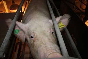 Sow with two ear tags - Australian pig farming - Captured at Wonga Piggery, Young NSW Australia.