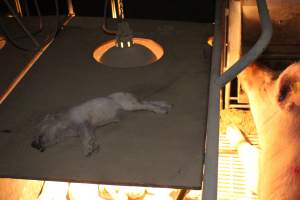 Dead piglet on top of farrowing crate - Australian pig farming - Captured at Wonga Piggery, Young NSW Australia.