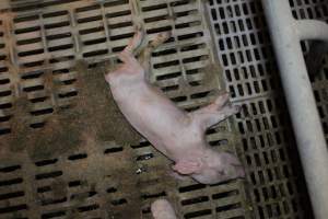 Dead piglet in farrowing crate - Australian pig farming - Captured at Wonga Piggery, Young NSW Australia.