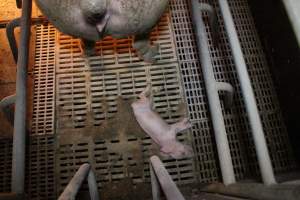 Dead piglet in farrowing crate - Australian pig farming - Captured at Wonga Piggery, Young NSW Australia.