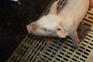 Piglet with grazed nose - Australian pig farming - Captured at Wonga Piggery, Young NSW Australia.