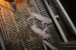 Dead piglet in farrowing crate - Australian pig farming - Captured at Wonga Piggery, Young NSW Australia.