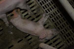 Dead piglet in farrowing crate - Australian pig farming - Captured at Wonga Piggery, Young NSW Australia.