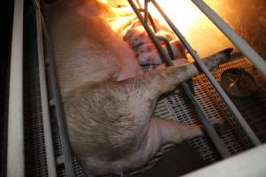 Farrowing crates at Wonga Piggery NSW - Australian pig farming - Captured at Wonga Piggery, Young NSW Australia.