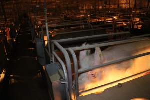 Farrowing crates at Wonga Piggery NSW - Australian pig farming - Captured at Wonga Piggery, Young NSW Australia.