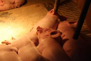 Piglet with facial wounds - Australian pig farming - Captured at Wonga Piggery, Young NSW Australia.