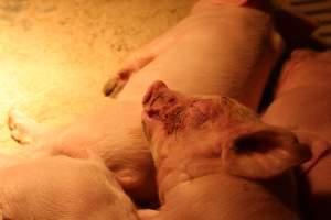Piglet with facial wounds - Australian pig farming - Captured at Wonga Piggery, Young NSW Australia.