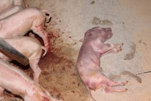 Dead piglet on blood-soaked floor - Australian pig farming - Captured at Wonga Piggery, Young NSW Australia.