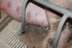 Sow with leg wound and possible mastitis - Australian pig farming - Captured at Wonga Piggery, Young NSW Australia.