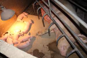 Farrowing crates at Wonga Piggery NSW - Australian pig farming - Captured at Wonga Piggery, Young NSW Australia.